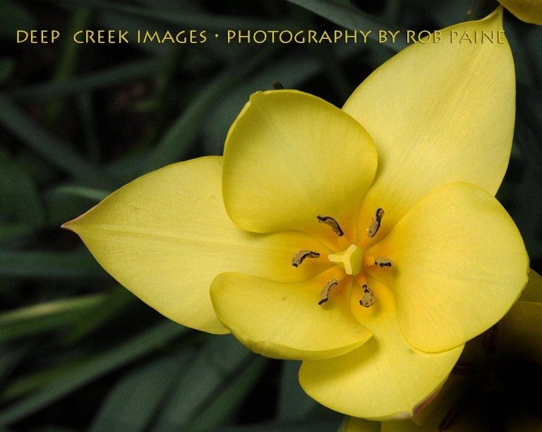 Photo by Rob Paine/Deep Creek Images/Copyright 2015