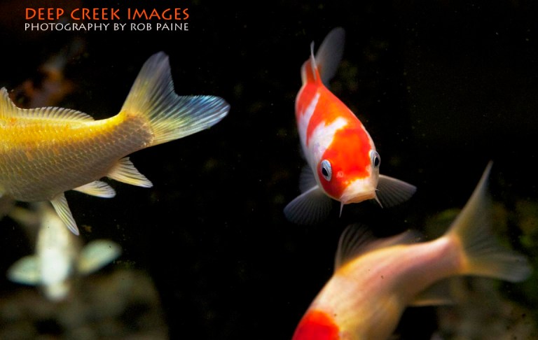  Photo by Rob Paine/Deep Creek Images/Copyright 2015