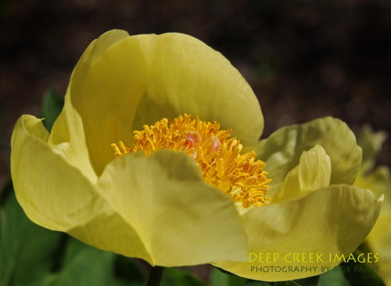 Photo by Rob Paine/Deep Creek Images/Copyright 2015