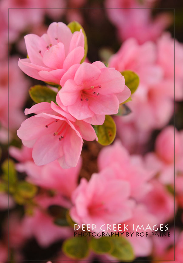 Photo by Rob Paine/Copyright 2025 Deep Creek Images