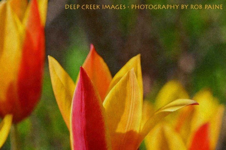 Photo by Rob Paine/Deep Creek Images/Copyright 2015