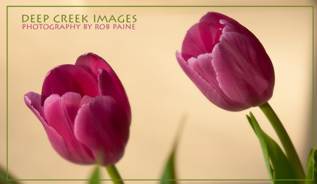  Photo by Rob Paine/Deep Creek Images/Copyright 2015