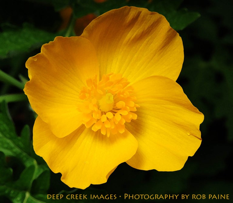   Photo by Rob Paine/Deep Creek Images/Copyright 2015