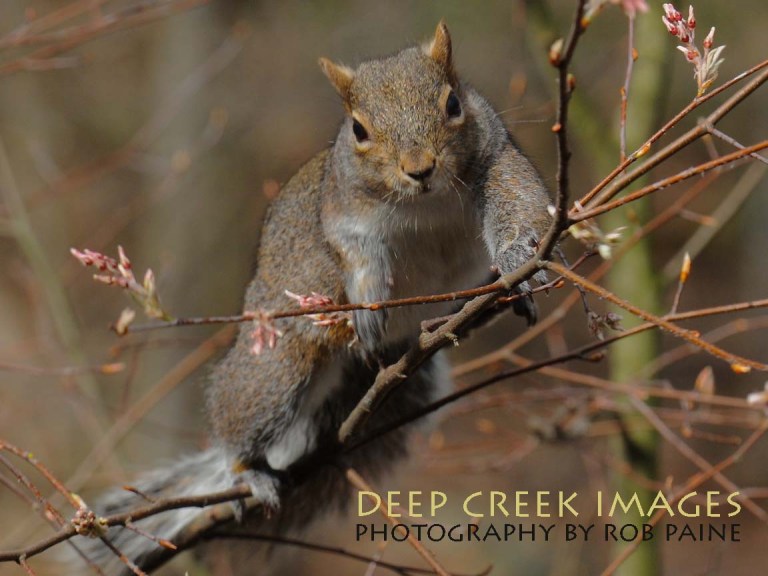 Photo by Rob Paine/Deep Creek Images/Copyright 2015