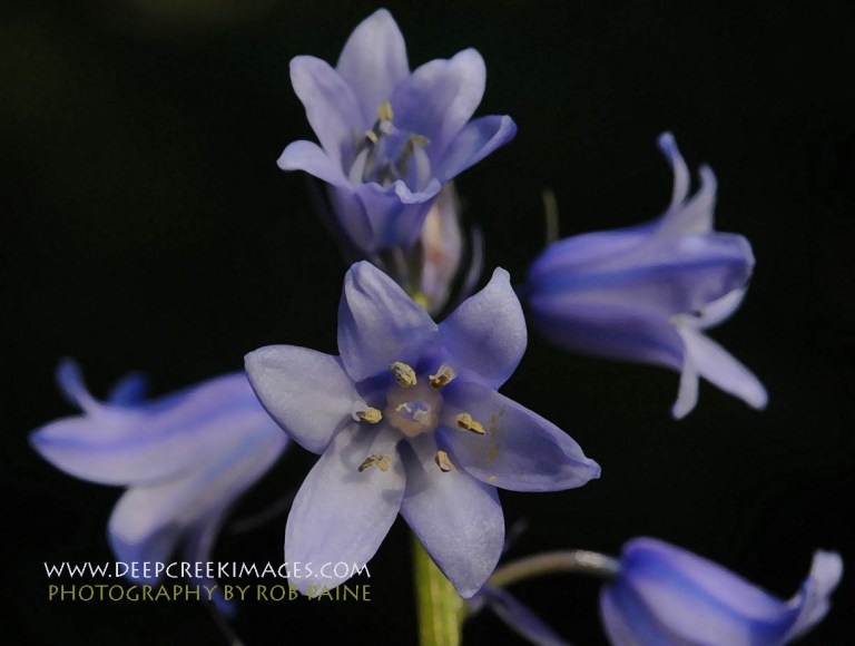 Photo By Rob Paine/Deep Creek Images/Copyright 2015