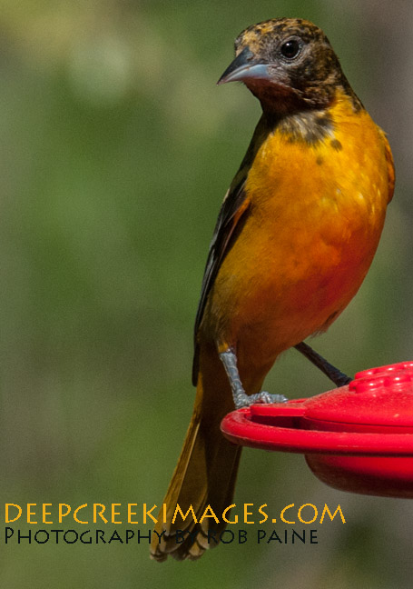 Photo by Rob Paine/Deep Creek Images/Copyright 2015