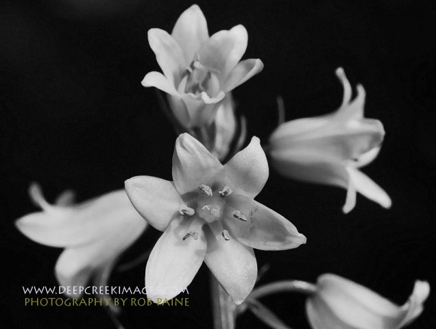 Photo By Rob Paine/Deep Creek Images/Copyright 2015