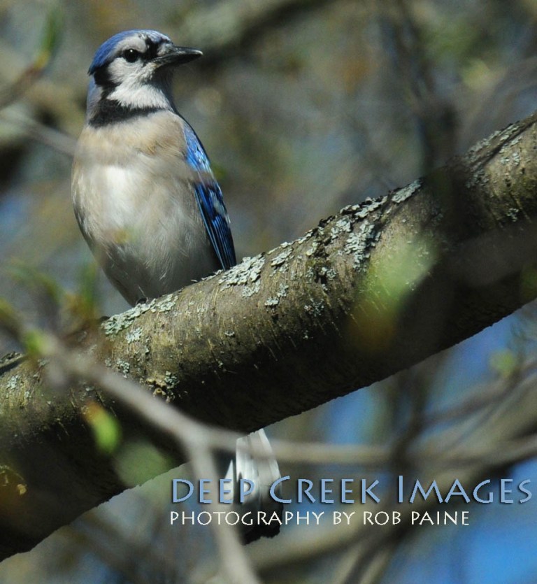 Photo by Rob Paine/Deep Creek Images/Copyright 2015