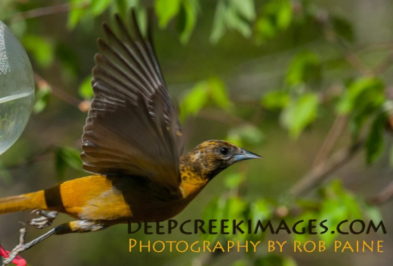 Photo by Rob Paine/Deep Creek Images/Copyright 2015