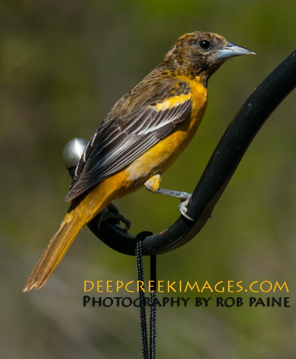 Photo by Rob Paine/Deep Creek Images/Copyright 2015