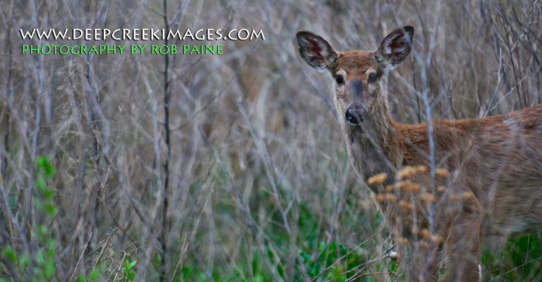 Photo by Rob Paine/Deep Creek Images/Copyright 2015