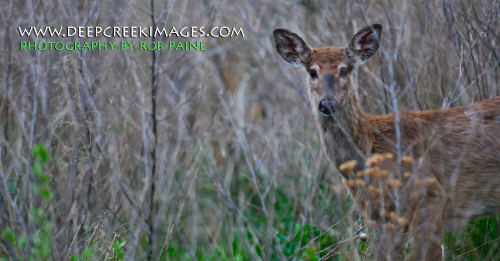 Photo by Rob Paine/Deep Creek Images/Copyright 2015