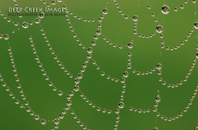 Photo by Rob Paine/Deep Creek Images/Copyright 2015