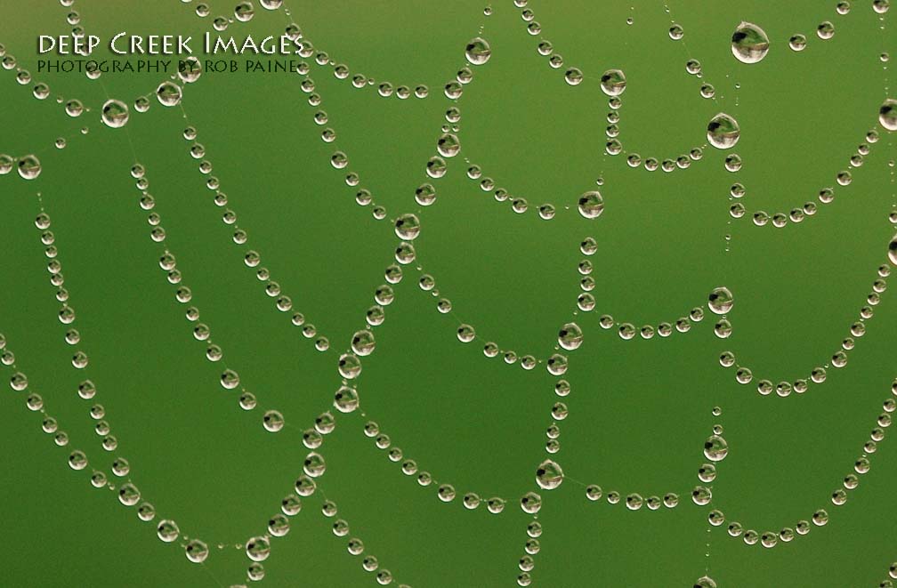 Photo by Rob Paine/Deep Creek Images/Copyright 2015