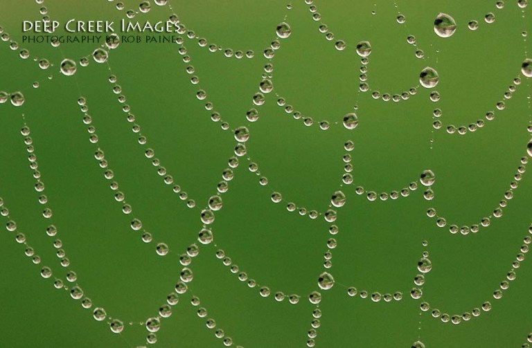 Photo by Rob Paine/Deep Creek Images/Copyright 2015