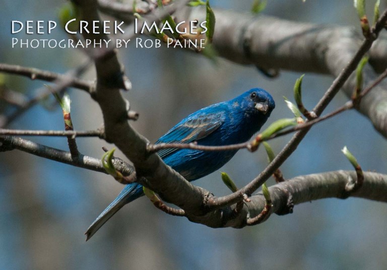 Photo by Rob Paine/Deep Creek Images/Copyright 2015