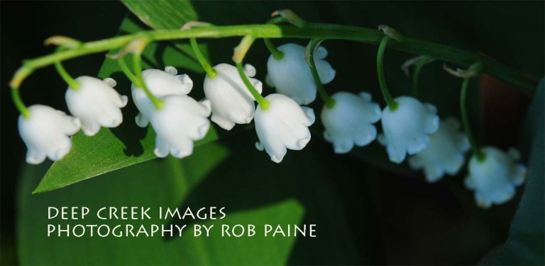  Photo by Rob Paine/Deep Creek Images/Copyright 2015