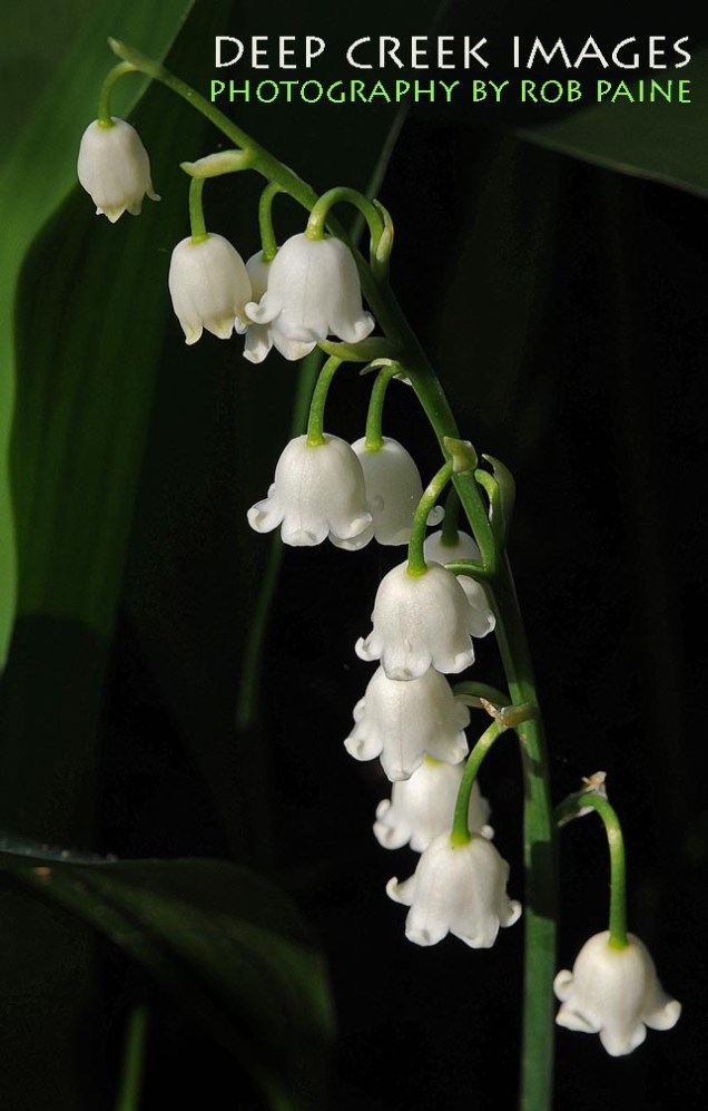  Photo by Rob Paine/Deep Creek Images/Copyright 2015