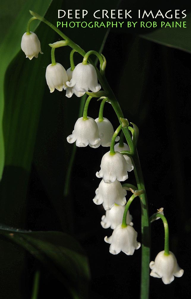  Photo by Rob Paine/Deep Creek Images/Copyright 2015