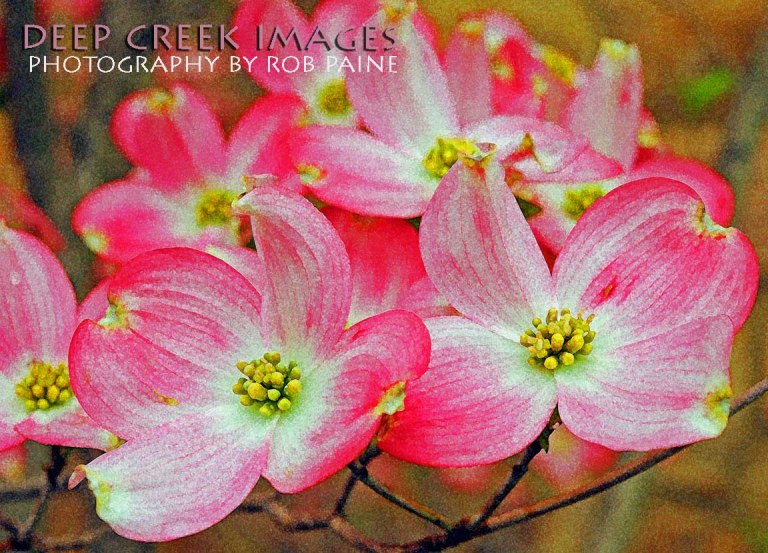 Photo by Rob Paine/Deep Creek Images/Copyright 2015