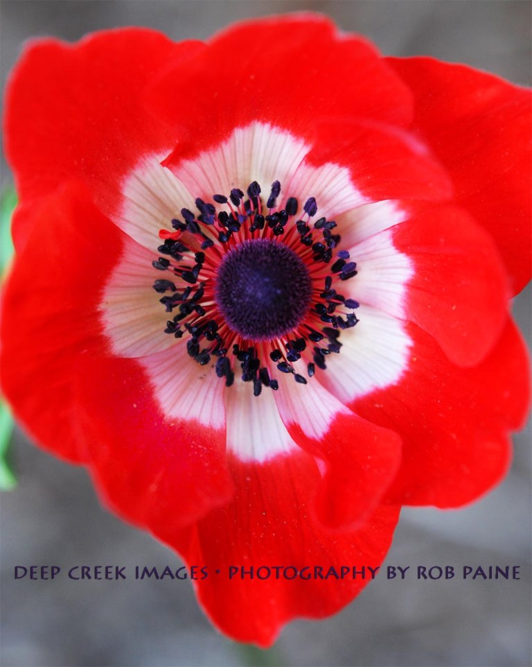 Photo by Rob Paine/Deep Creek Images/Copyright 2015