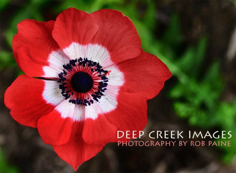 Photo by Rob Paine/Deep Creek Images/Copyright 2015