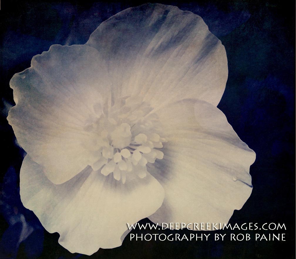 Photo By Rob Paine/Deep Creek Images/Copyright 2015