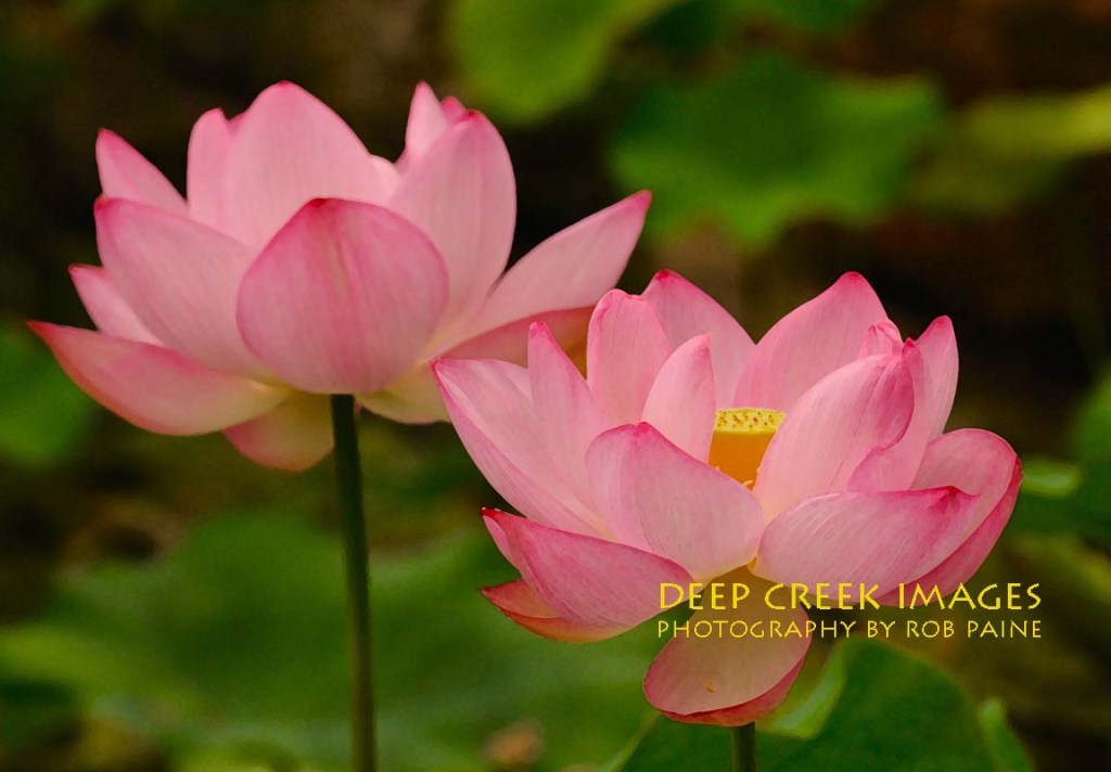 Photo by Rob Paine/Deep Creek Images/Copyright 2015