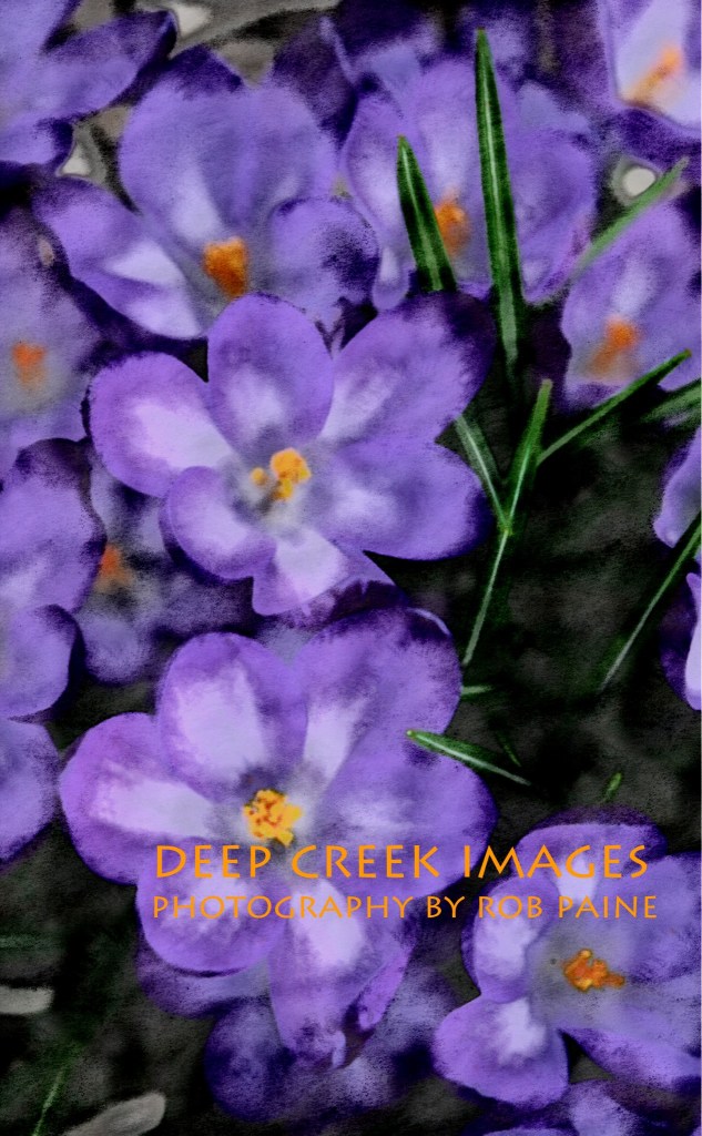 Photo By Rob Paine/Copyright 2015