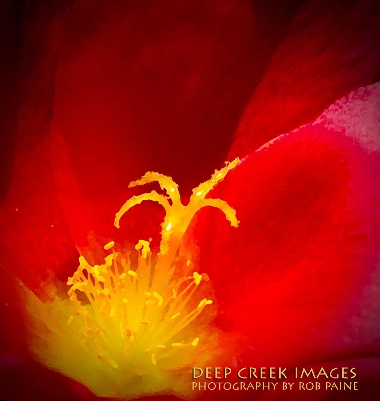 Photo By Rob Paine/Deep Creek Images/Copyright 2015