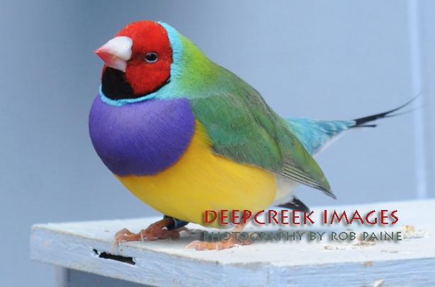 Photo By Rob Paine/Deep Creek Images/Copyright 2013