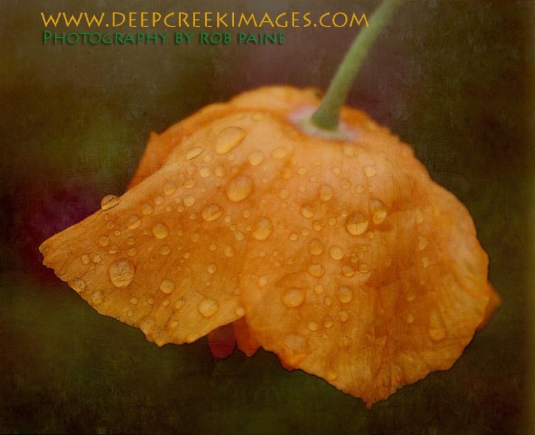 Photo By Rob Paine/Deep Creek Images/Copyright 2015