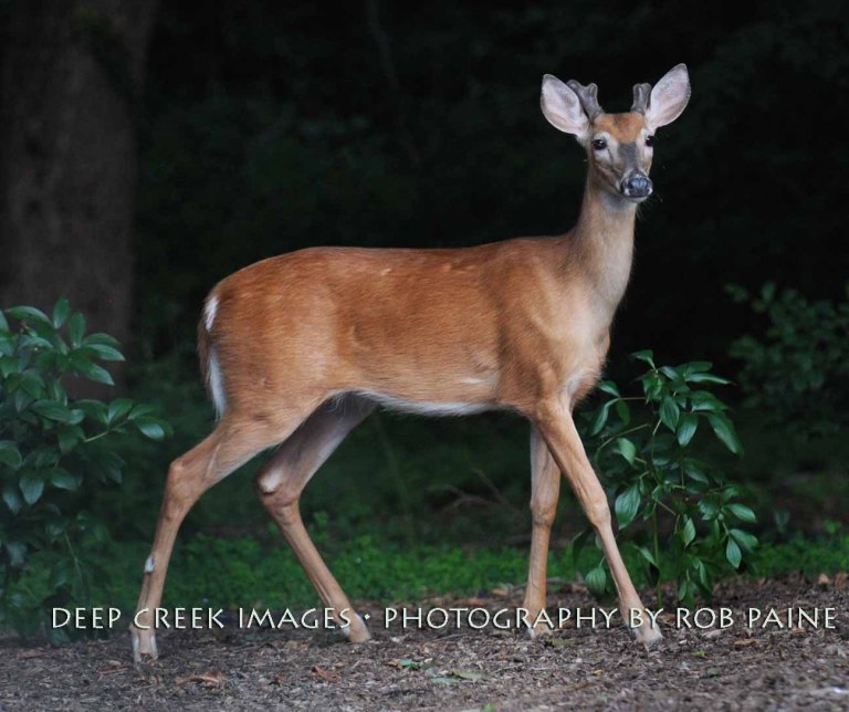 Photo By Rob Paine/Deep Creek Images/Copyright 2015