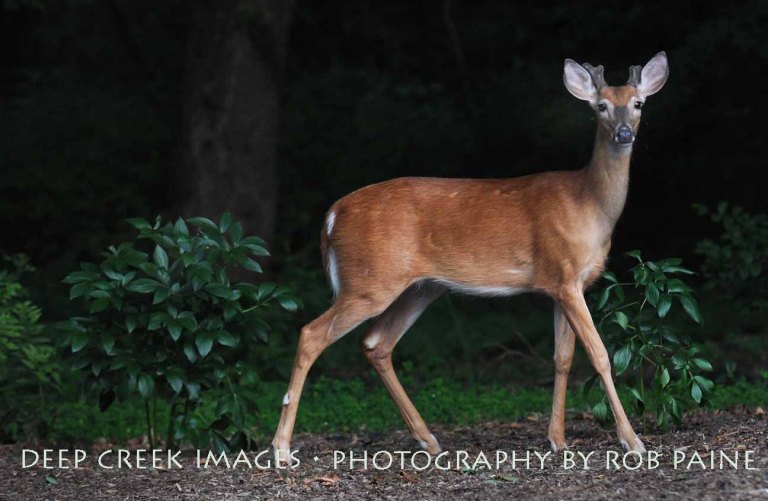 Photo By Rob Paine/Deep Creek Images/Copyright 2015