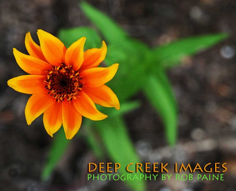 Photo By Rob Paine/Deep Creek Images/Copyright 2015