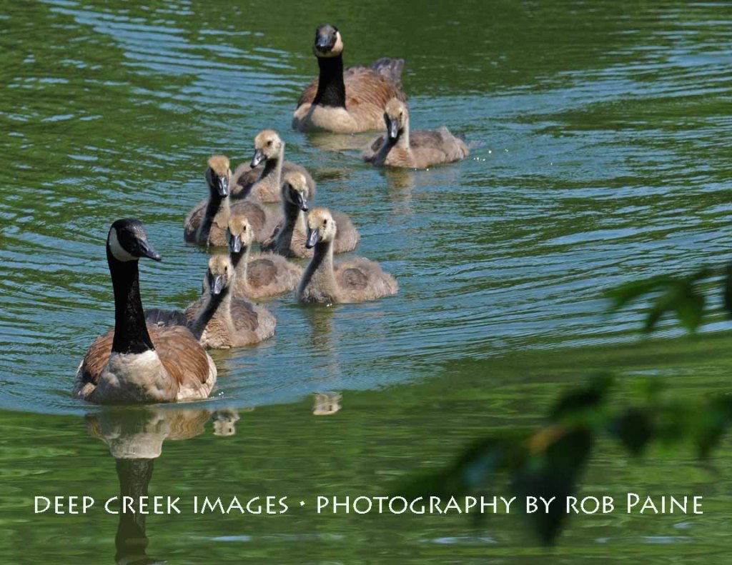 Photo By Rob Paine/Deep Creek Images/Copyright 2015