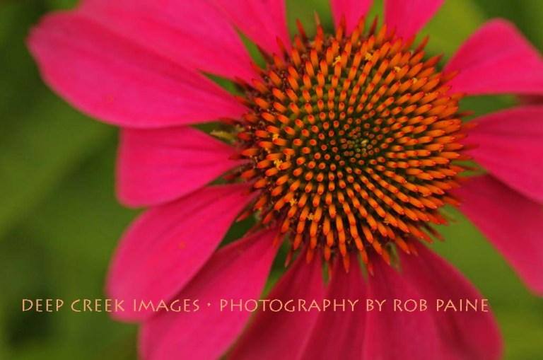 Photo by Rob Paine/Deep Creek Images/Copyright 2015