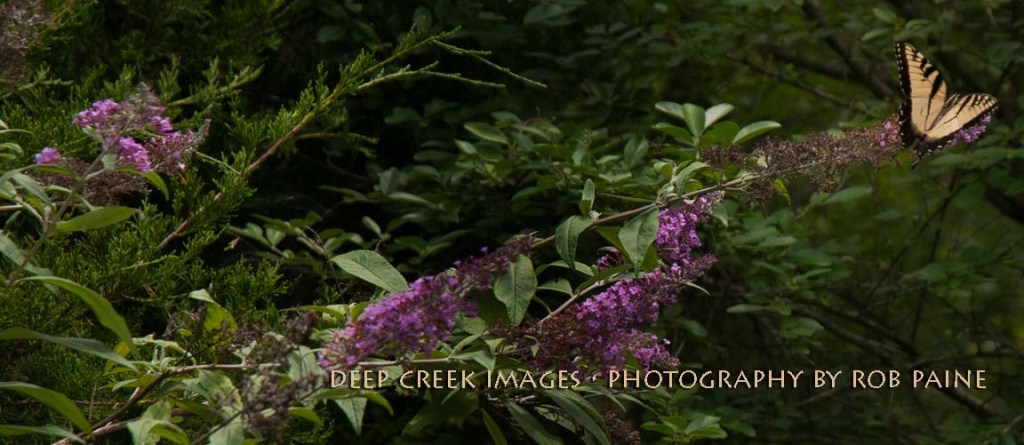 Photo by Rob Paine/Deep Creek Images/Copyright 2015