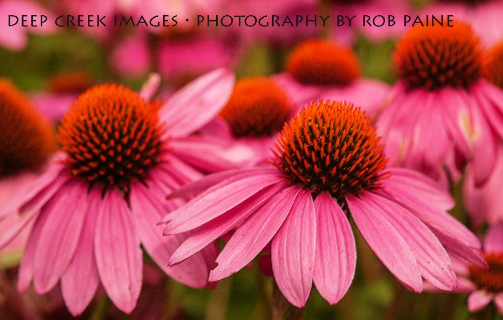 Photo by Rob Paine/Deep Creek Images/Copyright 2015