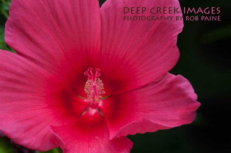  Photo by Rob Paine/Deep Creek Images/Copyright 2015