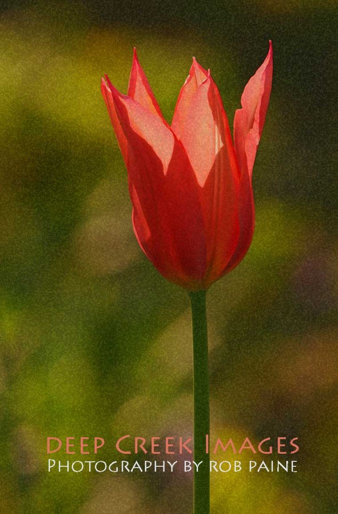 Photo by Rob Paine/Deep Creek Images/Copyright 2015