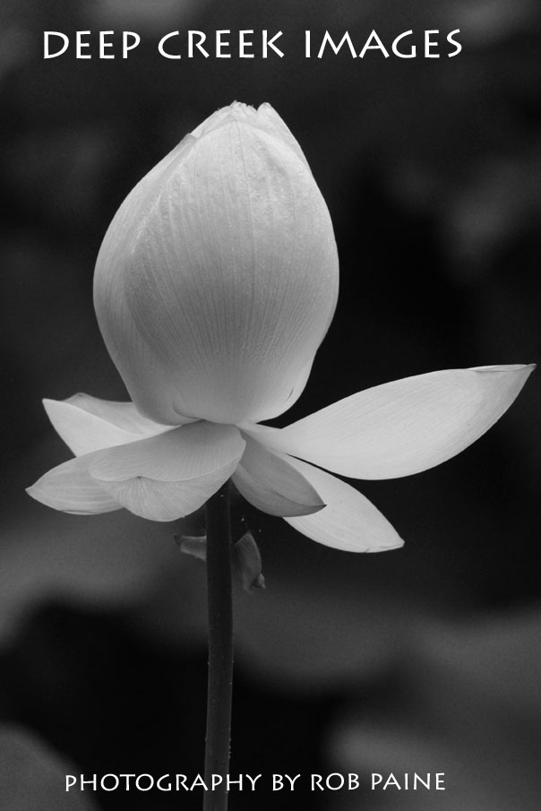  Photo by Rob Paine/Deep Creek Images/Copyright 2015