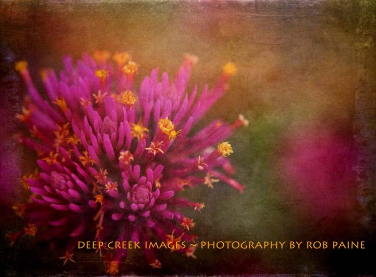 Photo by Rob Paine/Deep Creek Images/Copyright 2015