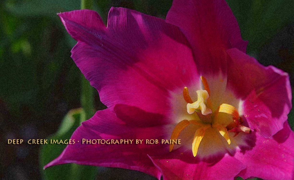 Photo By Rob Paine/Deep Creek Images/Copyright 2015