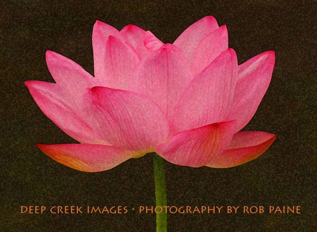 11-Photo by Rob Paine/Deep Creek /Copyright 2015