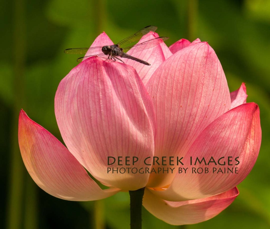  Photo by Rob Paine/Deep Creek Images/Copyright 2015