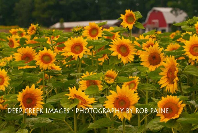 Photo by Rob Paine/Deep Creek Images/Copyright 2015