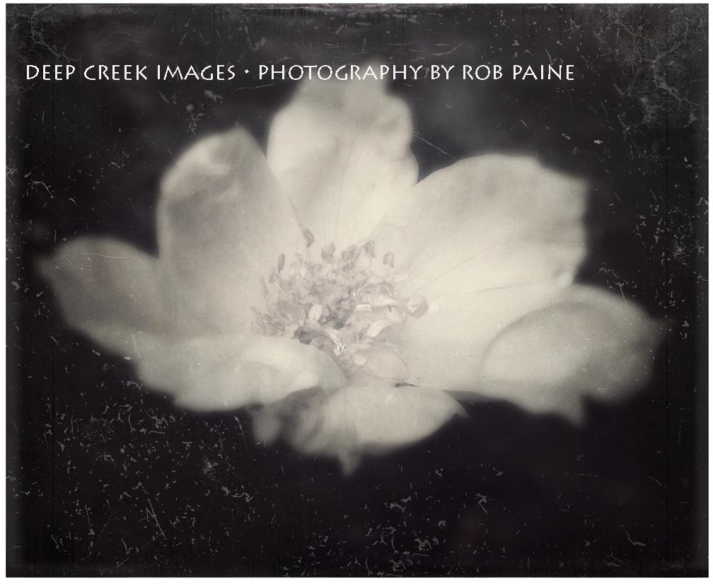 Photo by Rob Paine/Deep Creek Images/Copyright 2015