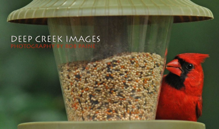  Photo by Rob Paine/Deep Creek Images/Copyright 2015