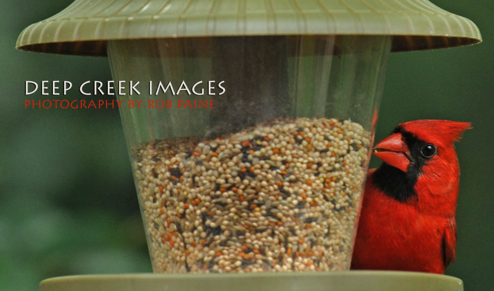  Photo by Rob Paine/Deep Creek Images/Copyright 2015